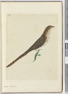 Havik, Nieuw-Zeeland, 1772-75 door Isaac Smith