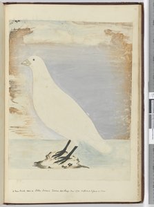 Een nieuwe vogel gezien op Staten Island Tierra del Fuego jan. 1774. Verondersteld om aan de kust te voeden, 1772-75 door Isaac Smith