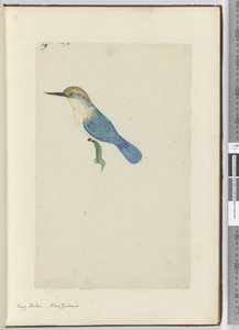IJsvogel, Nieuw-Zeeland, 1772-75 door Isaac Smith