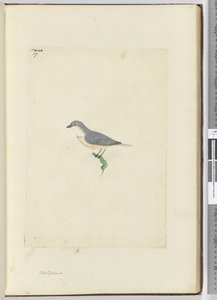 Onbekende Nieuw-Zeelandse vogel, 1772-75 door Isaac Smith