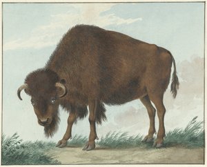 Bison door Isaac van Haastert