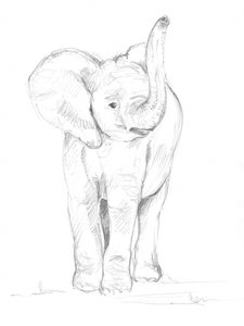 Babyolifant 02