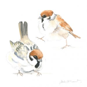Jonge mussen
