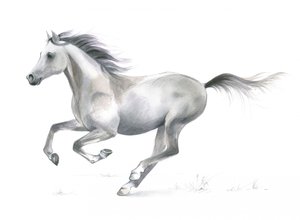 Dynamische gratie van een galopperend paard
