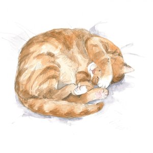 Schets van een rosse kat