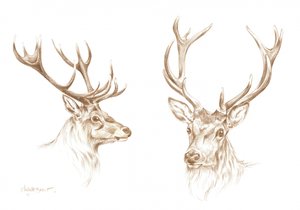 Tekening van een majestueus hert