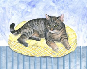 Kussenkat