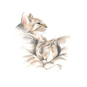 Ontspannen katten