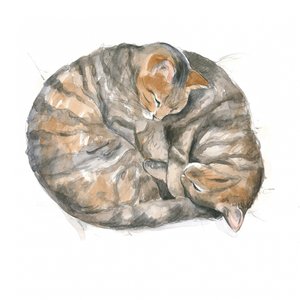 Ronde katten