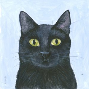 De snorhaar van de kat