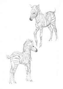 Zebraveulens