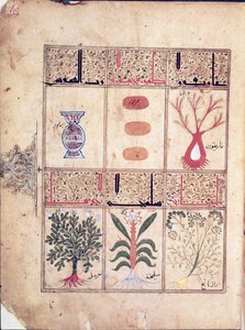 Ms. Arabe 2964 fol.49 Planten uit het Verhandeling over Theriak na Galien, 1217 door Islamic School