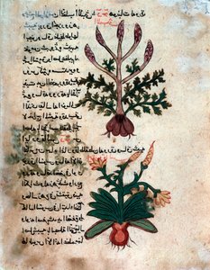 Pagina uit een medisch herbarium (manuscript) door Islamic School