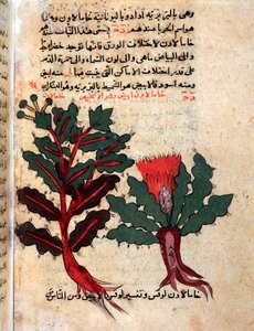 Pagina uit een medisch herbarium (manuscript) door Islamic School