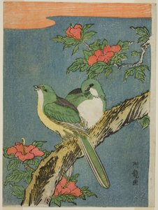 Twee vogels op een hibiscusboom