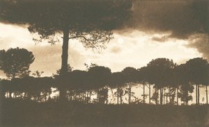 Ravenna, La Pineta di Classe (z/w foto) door Italian Photographer
