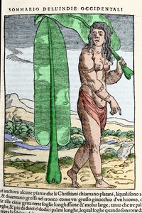 Een West-Indische inboorling staande bij een tabaksblad. Gravure uit het boek 