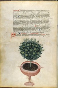 Een basilicumplant in een pot, illustratie uit 