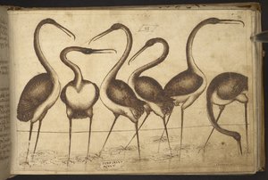 Vogels, uit Historia Animalium door Italian School