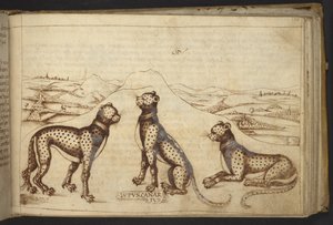 Panter (