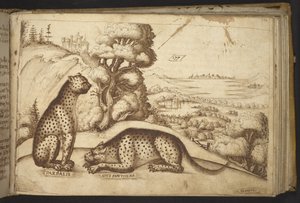 Luipaarden (