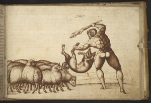 Schapen (