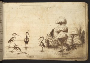 Waadvogels (