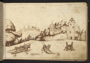Sprinkhanen die een hoge plant eten, uit Historia Animalium door Italian School