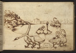 Add. 82955, f.57 Zwanen (