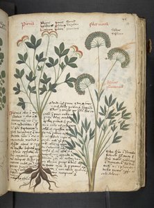 Een kruidenboek, Belluno