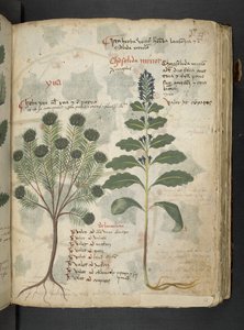 Een kruidenboek, Belluno