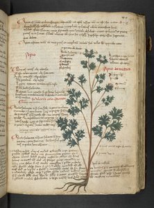 Een kruidenboek, Belluno