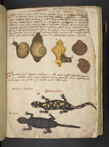 Chiocciole en Salamandra, uit 