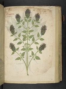 Consolida, uit een kruidenboek, Belluno door Italian School