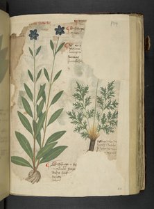 Sassifraga, uit een kruidenboek, Belluno door Italian School