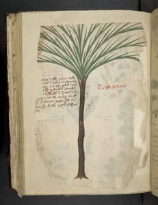 Tarro Arboro, uit 