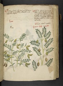 Add MS 41623 f.116r 