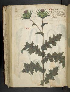 Distel, een kruidenboek, Belluno door Italian School