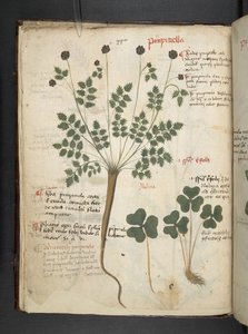 Een kruidenboek, Belluno