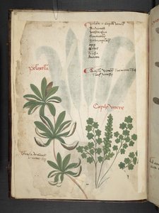 Een kruidenboek, Belluno door Italian School