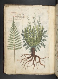 Een kruidenboek, Belluno
