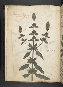 Een kruidenboek, Belluno