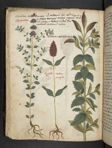 Add MS 41623 f.30v 