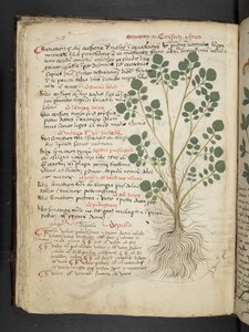 Een kruidenboek, Belluno