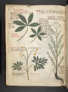 Een kruidenboek, Belluno door Italian School