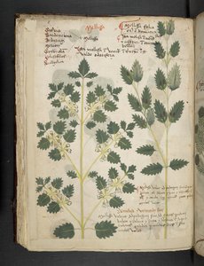 Add MS 41623 f.52v 