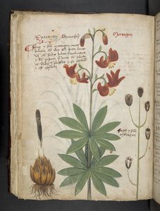 Een kruidenboek, Belluno door Italian School