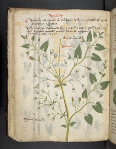 Een kruidenboek, Belluno