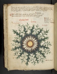 Carlina, uit een kruidenboek, Belluno door Italian School