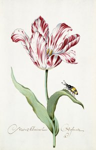 Admiraal Tulp
